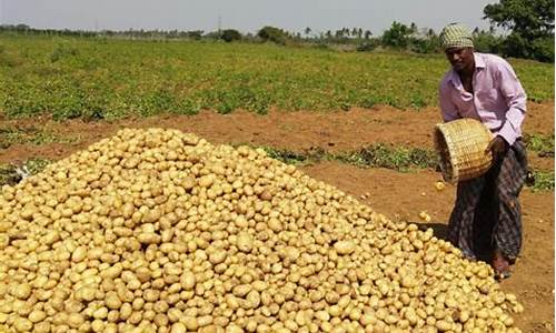 potato怎么不能联网了(potato为什么网络连接不可用)